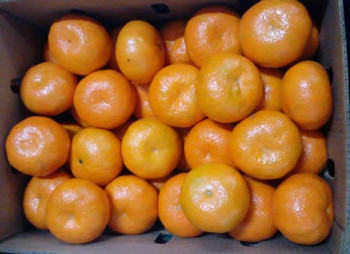 mandarin murcott 2